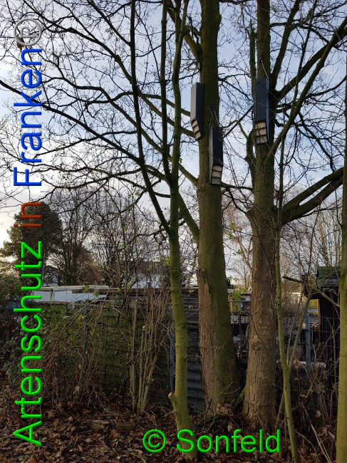 © Artenschutz in Franken® / Sonfeld Bild zum Eintrag (1015989-160)