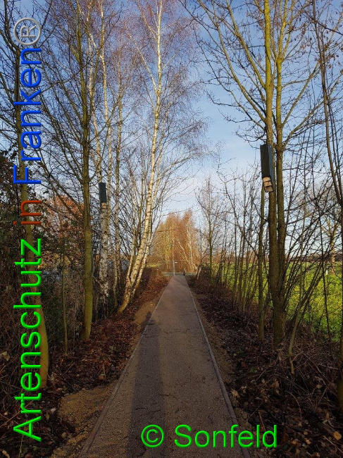 © Artenschutz in Franken® / Sonfeld Bild zum Eintrag (1015991-160)