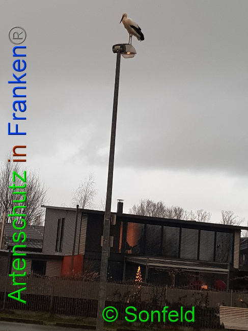 © Artenschutz in Franken® / Sonfeld Bild zum Eintrag (1016620-160)