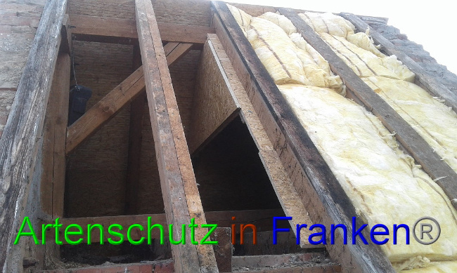 © Artenschutz in Franken® Bild zum Eintrag (1017610-160)