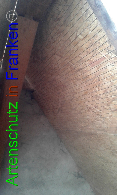 © Artenschutz in Franken® Bild zum Eintrag (1017619-160)