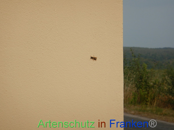 Bild zum Eintrag (101811-160)