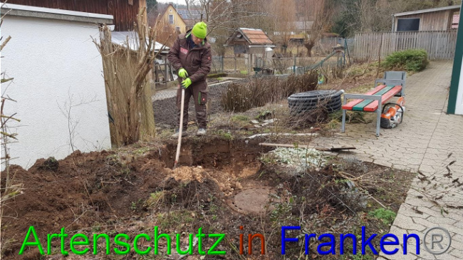© Artenschutz in Franken® Bild zum Eintrag (1018975-160)