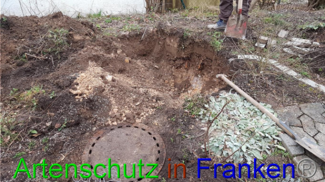 © Artenschutz in Franken® Bild zum Eintrag (1018976-160)