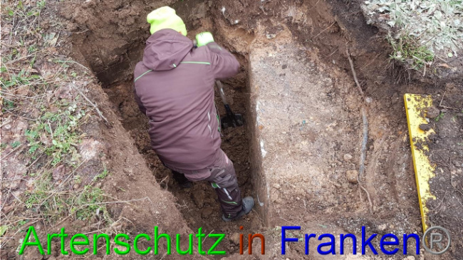 © Artenschutz in Franken® Bild zum Eintrag (1018979-160)