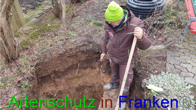 © Artenschutz in Franken® Bild zum Eintrag (1018980-160)