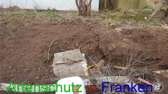 © Artenschutz in Franken® Bild zum Eintrag (1018990-160)