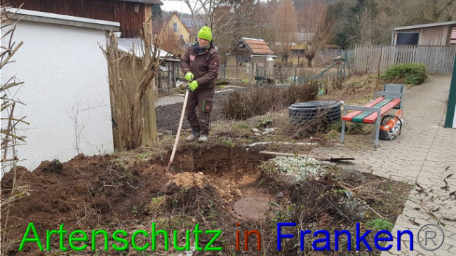 © Artenschutz in Franken® Bild zum Eintrag (1019008-160)