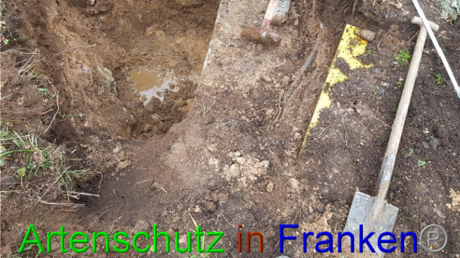 © Artenschutz in Franken® Bild zum Eintrag (1019012-160)