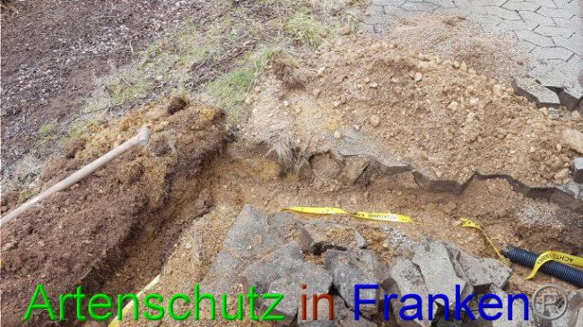 © Artenschutz in Franken® Bild zum Eintrag (1019015-160)