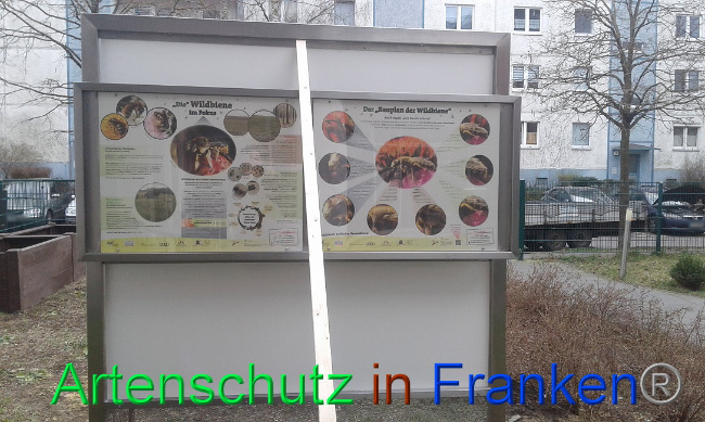 © Artenschutz in Franken® Bild zum Eintrag (1019294-160)