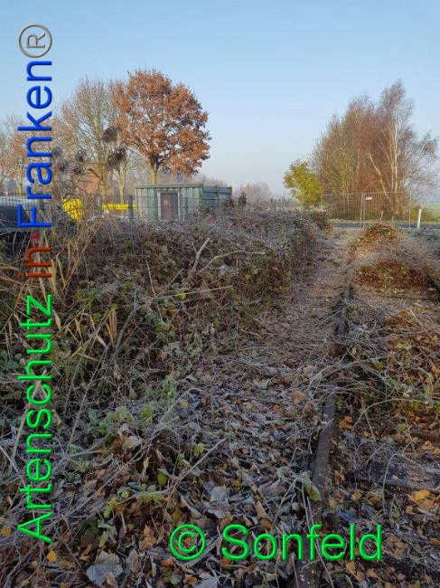 © Artenschutz in Franken® Bild zum Eintrag (1019368-160)