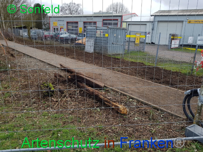 © Artenschutz in Franken® Bild zum Eintrag (1019369-160)