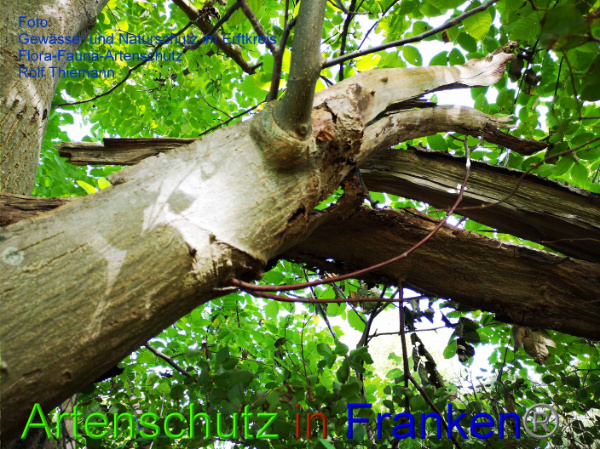 Copyright AiF / Rolf Thiemann Bild zum Eintrag (102009-160)