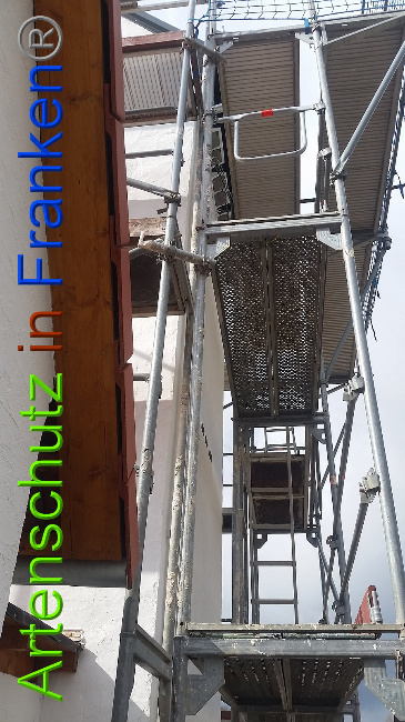 © Artenschutz in Franken® Bild zum Eintrag (1020400-160)