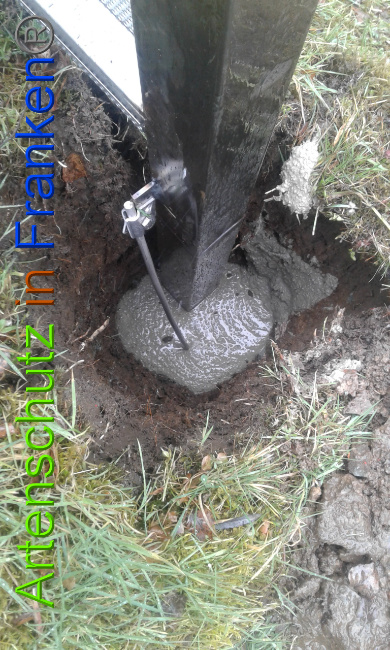 © Artenschutz in Franken® Bild zum Eintrag (1020593-160)