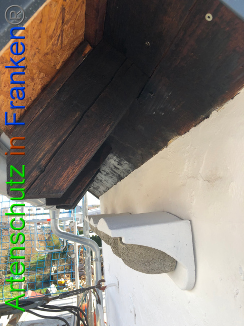 © Artenschutz in Franken® Bild zum Eintrag (1020599-160)