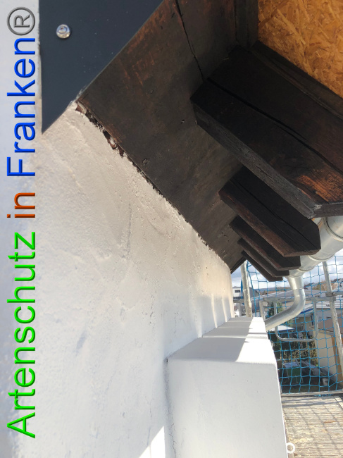 © Artenschutz in Franken® Bild zum Eintrag (1020601-160)