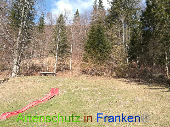 © Artenschutz in Franken® Bild zum Eintrag (1021938-160)