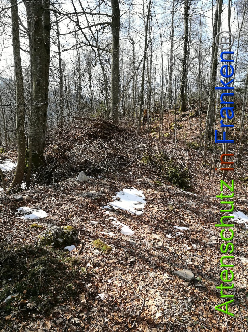 © Artenschutz in Franken® Bild zum Eintrag (1021939-160)