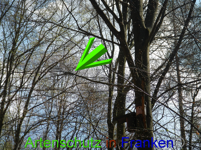 © Artenschutz in Franken® Bild zum Eintrag (1022044-160)