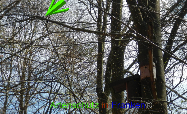 © Artenschutz in Franken® Bild zum Eintrag (1022046-160)
