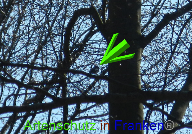 © Artenschutz in Franken® Bild zum Eintrag (1022047-160)