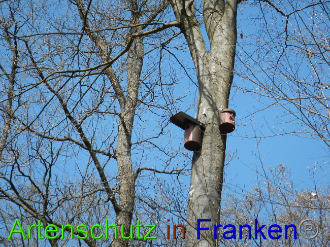 © Artenschutz in Franken® Bild zum Eintrag (1022056-160)