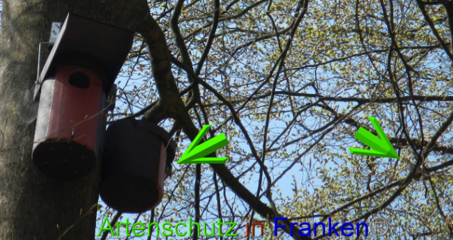 © Artenschutz in Franken® Bild zum Eintrag (1022067-160)