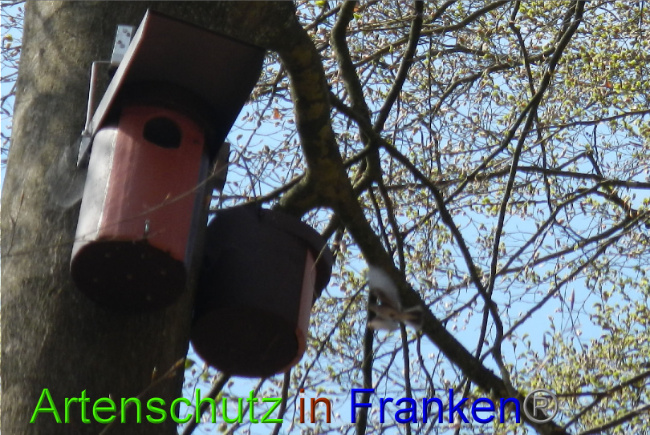 © Artenschutz in Franken® Bild zum Eintrag (1022115-160)