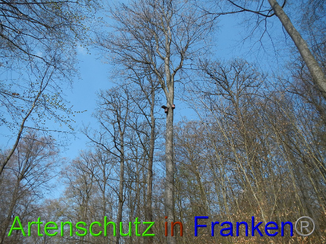 © Artenschutz in Franken® Bild zum Eintrag (1022132-160)