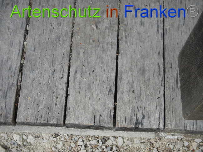 © Artenschutz in Franken® Bild zum Eintrag (1022515-160)