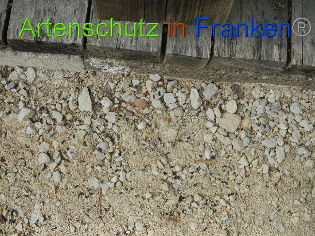 © Artenschutz in Franken® Bild zum Eintrag (1022516-160)
