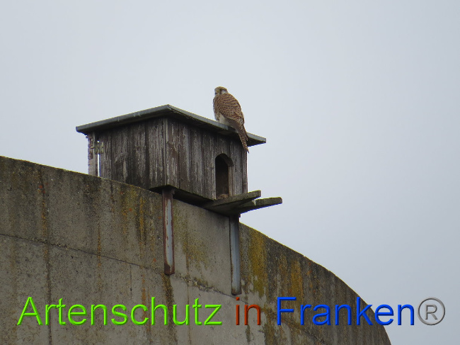 © Artenschutz in Franken® Bild zum Eintrag (1022559-160)