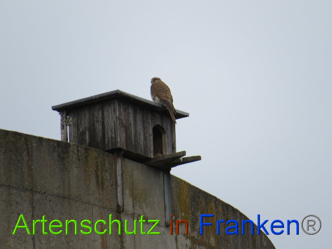 © Artenschutz in Franken® Bild zum Eintrag (1022560-160)