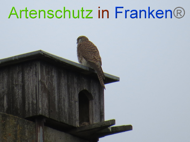 © Artenschutz in Franken® Bild zum Eintrag (1022561-160)