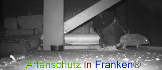 © Artenschutz in Franken® Bild zum Eintrag (1022741-160)