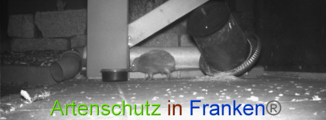 © Artenschutz in Franken® Bild zum Eintrag (1022742-160)