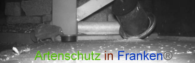 © Artenschutz in Franken® Bild zum Eintrag (1022743-160)
