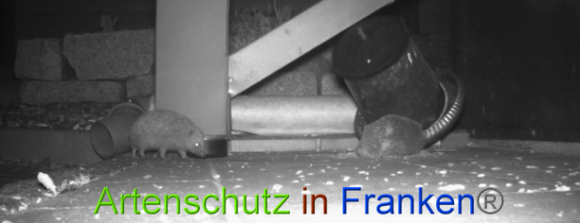 © Artenschutz in Franken® Bild zum Eintrag (1022744-160)
