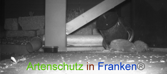 © Artenschutz in Franken® Bild zum Eintrag (1022746-160)