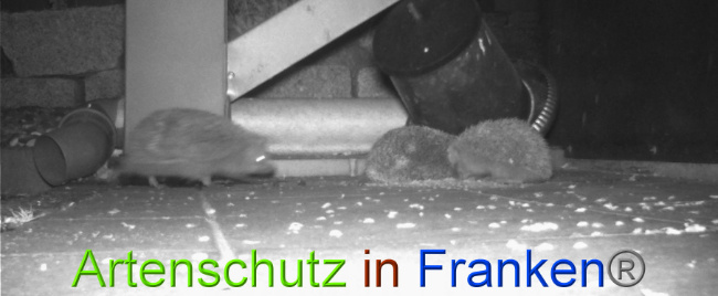 © Artenschutz in Franken® Bild zum Eintrag (1022747-160)