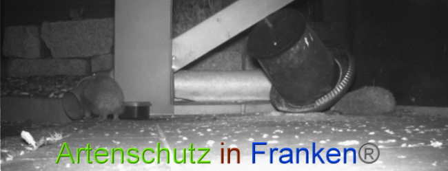 © Artenschutz in Franken® Bild zum Eintrag (1022748-160)