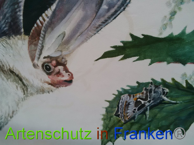 © Artenschutz in Franken® Bild zum Eintrag (1022797-160)