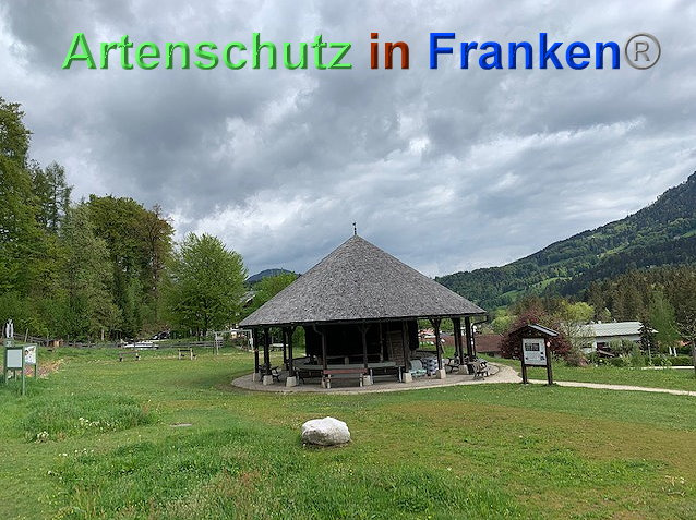 © Artenschutz in Franken® / Krautwurst Bild zum Eintrag (1023534-160)