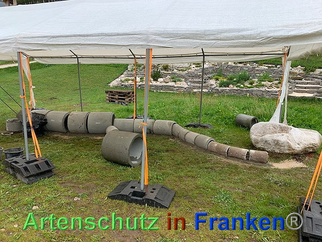 © Artenschutz in Franken® / Krautwurst Bild zum Eintrag (1023538-160)