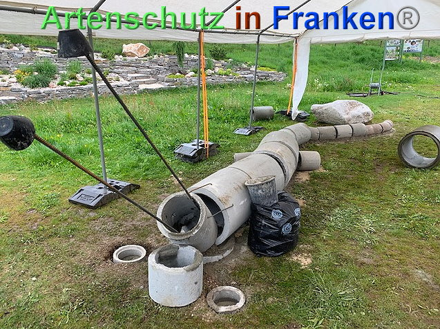 © Artenschutz in Franken® / Krautwurst Bild zum Eintrag (1023549-160)