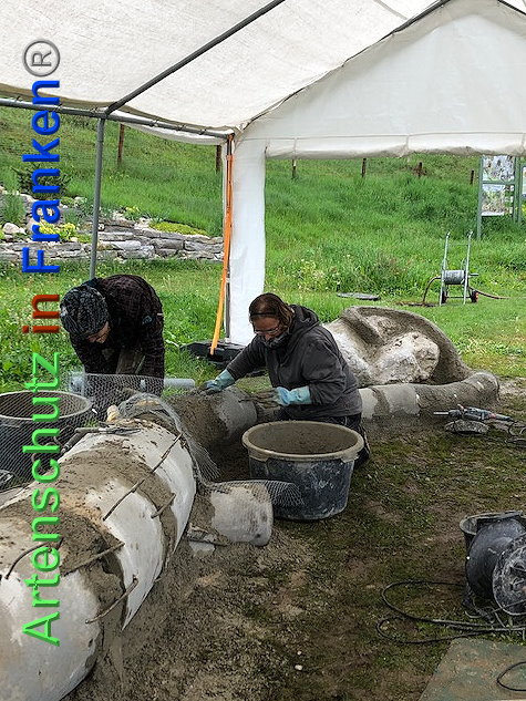 © Artenschutz in Franken® / Krautwurst Bild zum Eintrag (1023558-160)