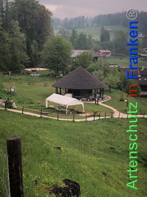 © Artenschutz in Franken® / Krautwurst Bild zum Eintrag (1023559-160)