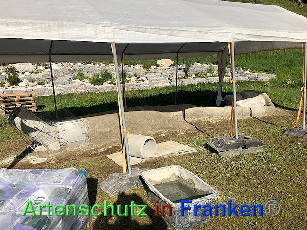 © Artenschutz in Franken® / Krautwurst Bild zum Eintrag (1023588-160)